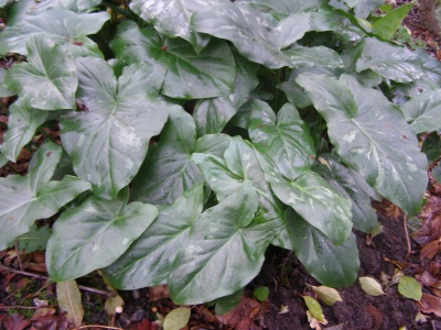 Arum italicum subsp. neglectum